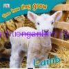 See How They Grow Lamb