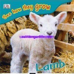 See How They Grow Lamb