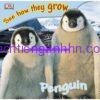 See How They Grow Penguin